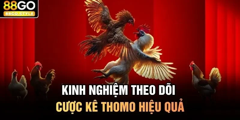 Kinh nghiệm theo dõi cược kê Thomo hiệu quả
