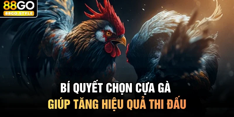 Bí quyết chọn cựa gà giúp tăng hiệu quả thi đấu