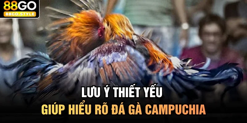 Lưu ý thiết yếu giúp hiểu rõ đá gà campuchia